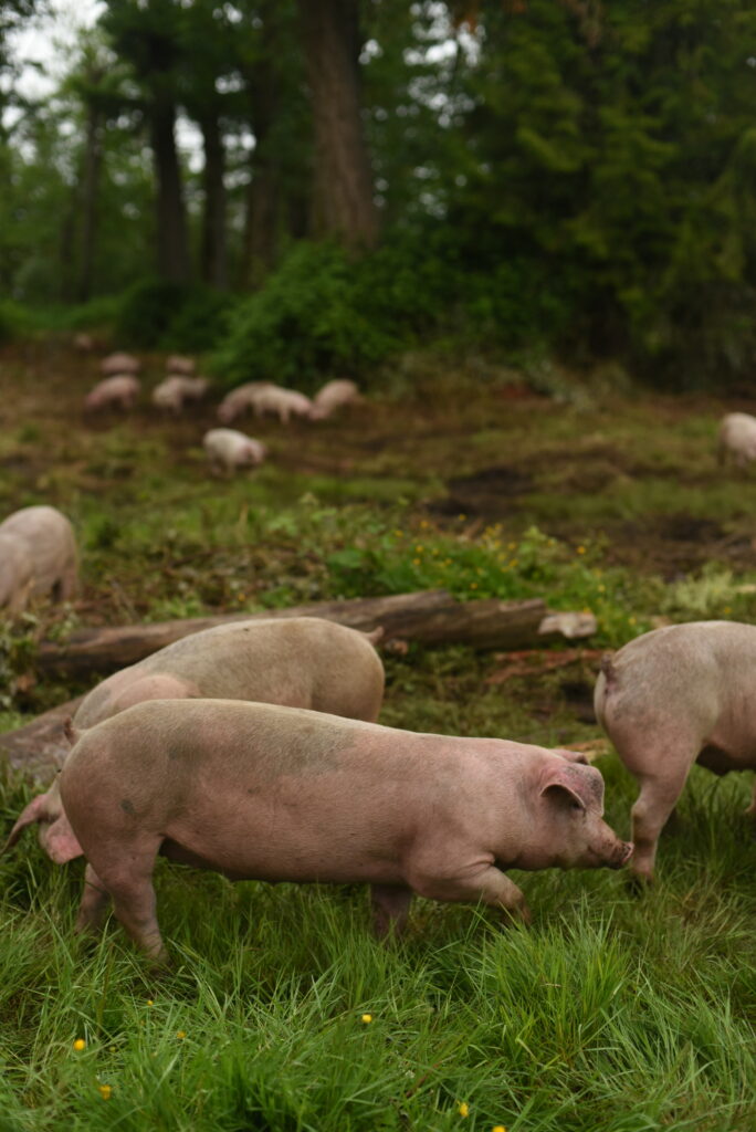 Heritage breed hogs grazing in silvopasture at Widnor Farms, foraging under trees in a natural woodland setting.