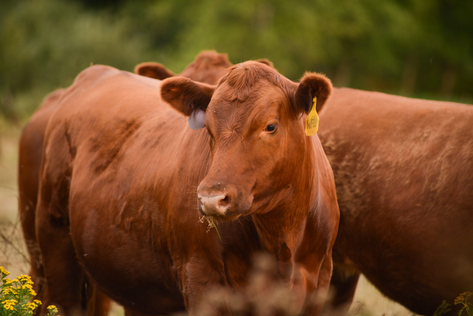 is-red-meat-bad-for-the-environment-widnorfarmsblog